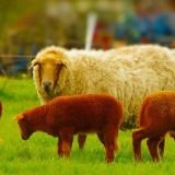 Schafe 2 von Jochen Ruser